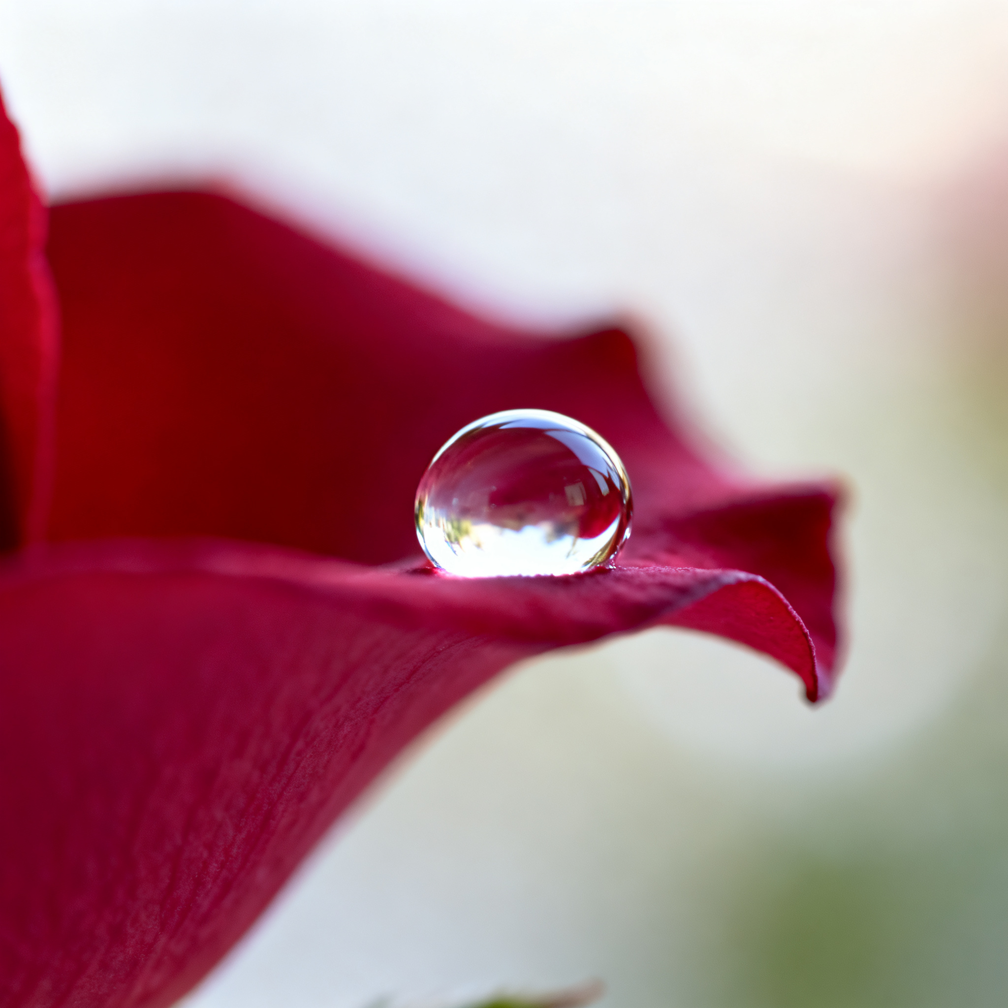 A close-up macro shot of a single dewdrop on a rose petal, s