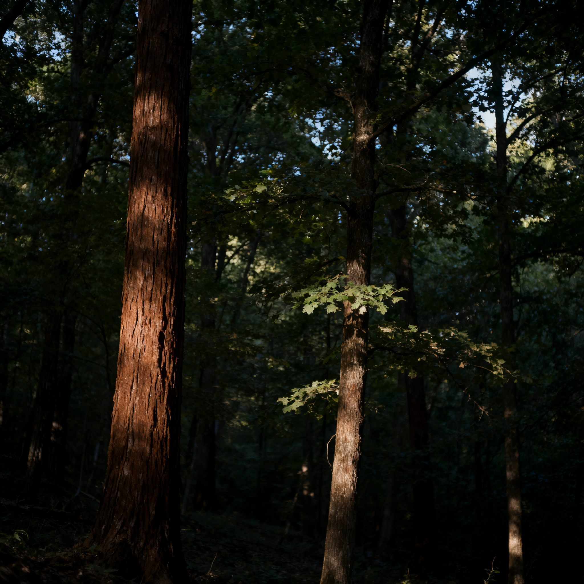 A forest scene where the foliage is precisely #2D5F2D (dark 