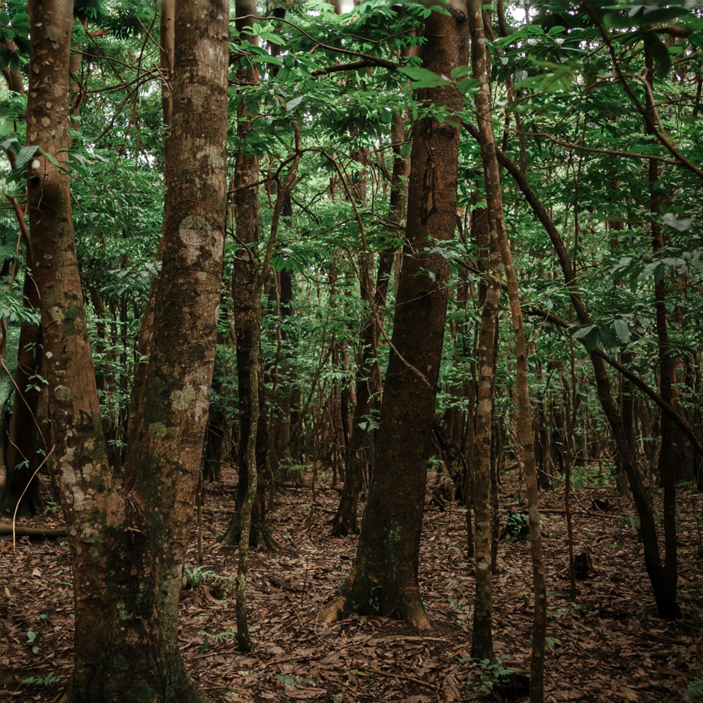 A forest scene where the foliage is precisely #2D5F2D (dark 