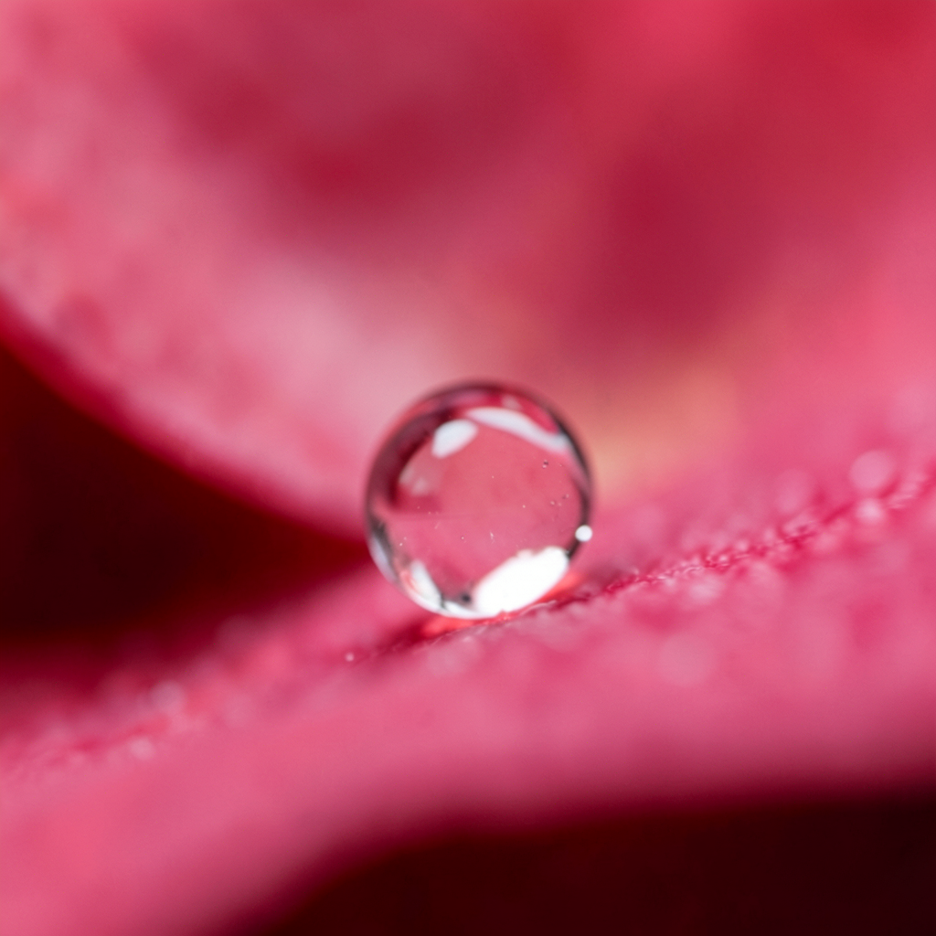 A close-up macro shot of a single dewdrop on a rose petal, s