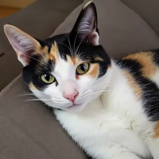 A cat lying on a couch without a collar