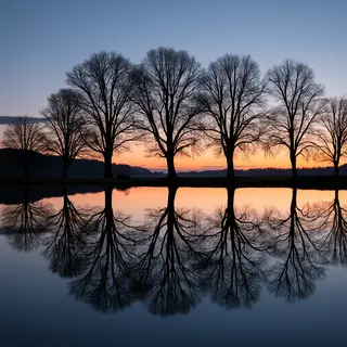 A row of trees reflected in a calm lake at sunset, with the 