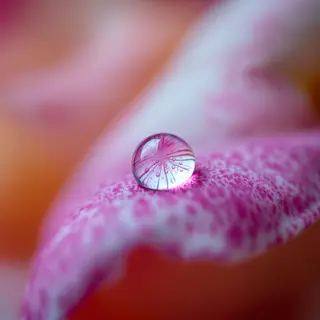 A close-up macro shot of a single dewdrop on a rose petal, s
