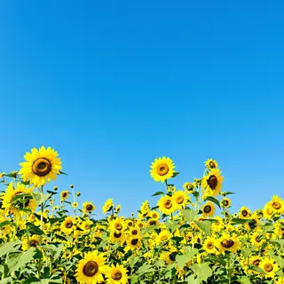 A field of pure sunflower yellow flowers under a clear blue 