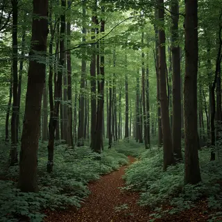A forest scene where the foliage is precisely #2D5F2D (dark 
