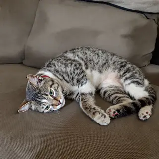 A cat lying on a couch without a collar