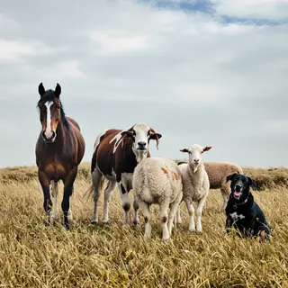 Five animals in a field: a horse on the far left, a cow to t