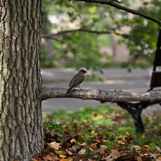 A bird perched on a branch, the branch extending from a tree