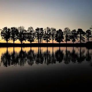 A row of trees reflected in a calm lake at sunset, with the 