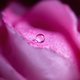 A close-up macro shot of a single dewdrop on a rose petal, s