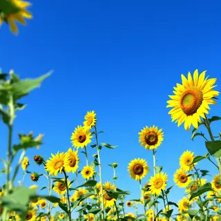 A field of pure sunflower yellow flowers under a clear blue 