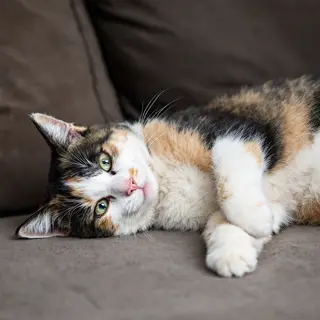 A cat lying on a couch without a collar