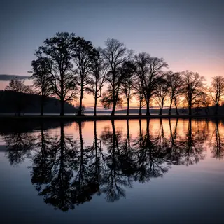A row of trees reflected in a calm lake at sunset, with the 