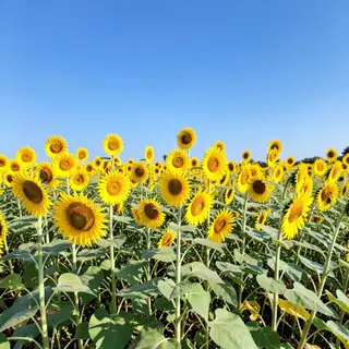 A field of pure sunflower yellow flowers under a clear blue 