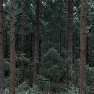 A forest scene where the foliage is precisely #2D5F2D (dark 