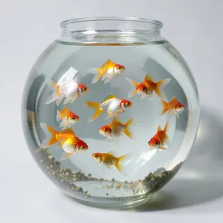 Exactly 9 goldfish swimming in a large round fishbowl