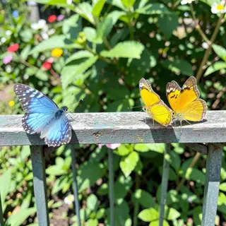 1 blue butterfly and 3 yellow butterflies resting on a garde