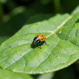 A ladybug sitting on a large green leaf, shown at realistic 
