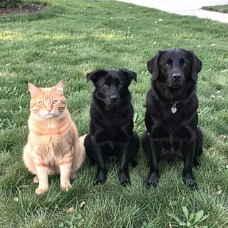 2 orange cats and 3 black dogs sitting together on a grassy 