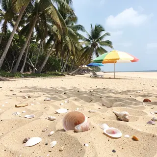 A sandy beach with palm trees, seashells, and a beach umbrel