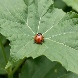 A ladybug sitting on a large green leaf, shown at realistic 