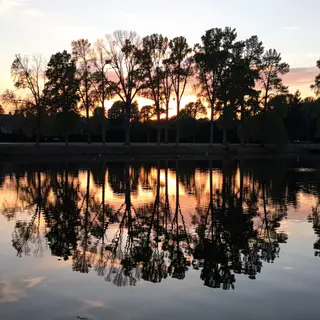 A row of trees reflected in a calm lake at sunset, with the 