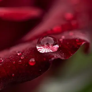 A close-up macro shot of a single dewdrop on a rose petal, s