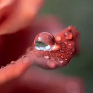 A close-up macro shot of a single dewdrop on a rose petal, s