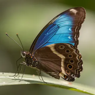 A Morpho menelaus butterfly with accurate iridescent blue do