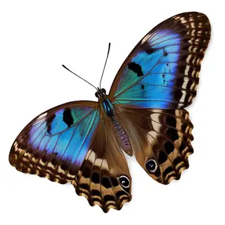 A Morpho menelaus butterfly with accurate iridescent blue do