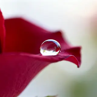 A close-up macro shot of a single dewdrop on a rose petal, s