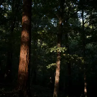 A forest scene where the foliage is precisely #2D5F2D (dark 