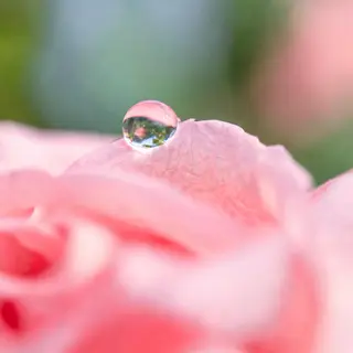 A close-up macro shot of a single dewdrop on a rose petal, s