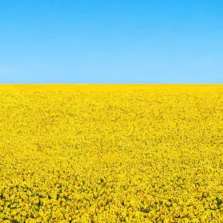 A field of pure sunflower yellow flowers under a clear blue 