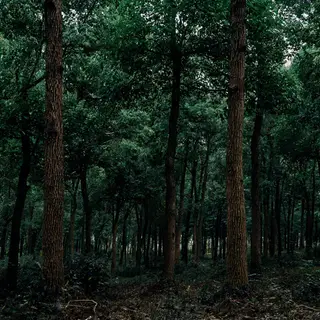 A forest scene where the foliage is precisely #2D5F2D (dark 