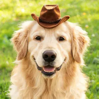 A golden retriever wearing a tiny cowboy hat