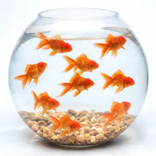 Exactly 9 goldfish swimming in a large round fishbowl