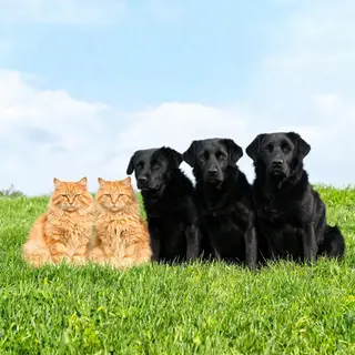 2 orange cats and 3 black dogs sitting together on a grassy 