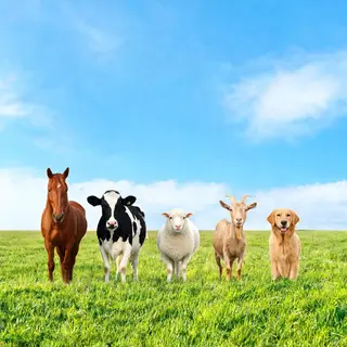 Five animals in a field: a horse on the far left, a cow to t