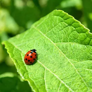 A ladybug sitting on a large green leaf, shown at realistic 