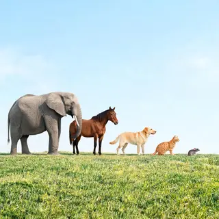 A group photo of an elephant, a horse, a dog, a cat, and a m