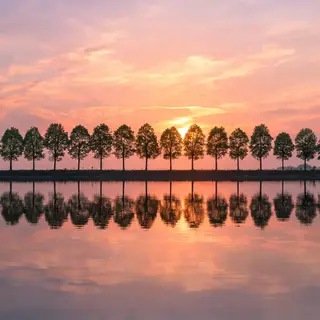 A row of trees reflected in a calm lake at sunset, with the 