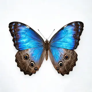 A Morpho menelaus butterfly with accurate iridescent blue do