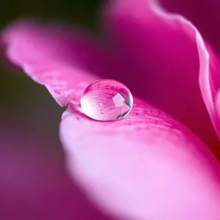 A close-up macro shot of a single dewdrop on a rose petal, s
