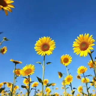 A field of pure sunflower yellow flowers under a clear blue 