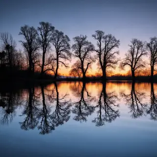 A row of trees reflected in a calm lake at sunset, with the 