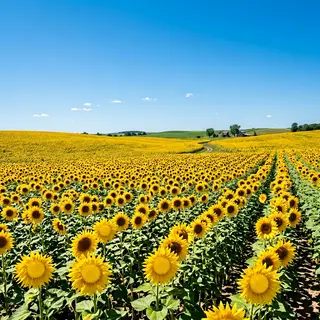 A field of pure sunflower yellow flowers under a clear blue 