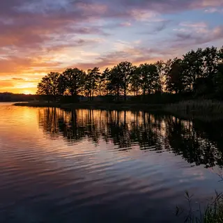 A row of trees reflected in a calm lake at sunset, with the 