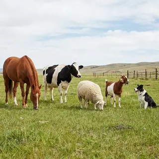 Five animals in a field: a horse on the far left, a cow to t