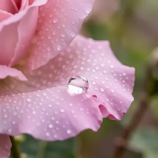 A close-up macro shot of a single dewdrop on a rose petal, s
